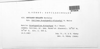 Ustilago bullata image